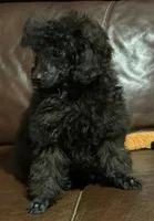 Halena, a male Poodle - Toy  for sale in Madisonville, TX – Photo 2 of 6