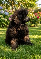Halena, a male Poodle - Toy  for sale in Madisonville, TX – Photo 1 of 6