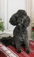Halena, a male Poodle - Toy  for sale in Madisonville, TX – Photo 6 of 6