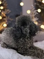 Halena, a male Poodle - Toy  for sale in Madisonville, TX – Photo 5 of 6