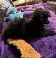 Halena, a male Poodle - Toy  for sale in Madisonville, TX – Photo 3 of 6