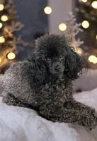 Luca, a male Poodle - Toy  for sale in Madisonville, TX – Photo 4 of 6