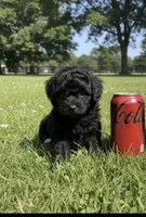 Luca, a male Poodle - Toy  for sale in Madisonville, TX – Photo 3 of 6