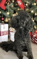 Luca, a male Poodle - Toy  for sale in Madisonville, TX – Photo 5 of 6