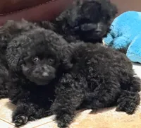 Luca, a male Poodle - Toy  for sale in Madisonville, TX – Photo 1 of 6