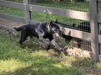 Smokey, a male German Shepherd Dog for sale in Alpharetta, GA – Photo 4 of 4