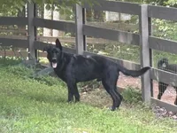 Smokey, a male German Shepherd Dog for sale in Alpharetta, GA – Photo 3 of 4