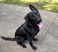 Smokey, a male German Shepherd Dog for sale in Alpharetta, GA – Photo 2 of 4