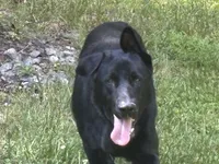 Smokey, a male German Shepherd Dog for sale in Alpharetta, GA – Photo 1 of 4