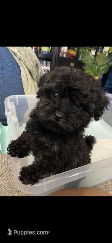 Princess – Poodle - Toy  puppy for sale in Suffolk, VA