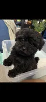 Princess, a female Poodle - Toy  for sale in Suffolk, VA – 1 of 1