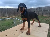 Blue Collar Female , a female Doberman Pinscher for sale in Dallas, TX – 5 of 10