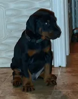 Black and Tan Male Euro Male #2, a male Doberman Pinscher for sale in Dallas, TX – 3 of 8
