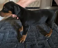 Black and Tan European Female , a female Doberman Pinscher for sale in Dallas, TX – 3 of 10
