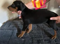 Black and Tan European Female , a female Doberman Pinscher for sale in Dallas, TX – 4 of 10