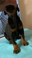 Black and Tan Male Euro, a male Doberman Pinscher for sale in Dallas, TX – 2 of 10