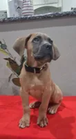 Black collar male Cane Corso , a male Cane Corso for sale in Dallas, TX – 2 of 10