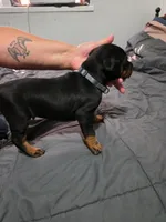 European Doberman Male , a male Doberman Pinscher for sale in Dallas, TX – 3 of 7
