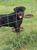 Rottweiler Female (FiFi), a female Rottweiler for sale in Dallas, TX – 3 of 4