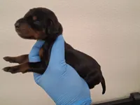 Black and Tan Male Euro, a male Doberman Pinscher for sale in Dallas, TX – 10 of 10