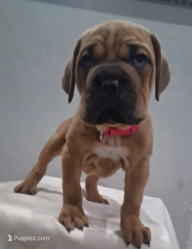 Pink Collar Female Cane Corso  – Cane Corso puppy for sale in Dallas, TX