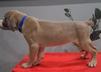 Blue Collar Male 💙 , a male Cane Corso for sale in Dallas, TX – 10 of 10
