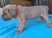 Red collar male  ♥️ , a male Cane Corso for sale in Dallas, TX – 2 of 10