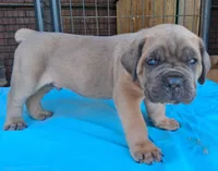Red collar male  ♥️ , a male Cane Corso for sale in Dallas, TX – 5 of 10