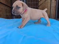 Pink collar female 💗 , a female Cane Corso for sale in Dallas, TX – 10 of 10