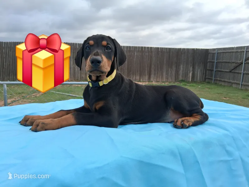 Yellow collar female 💛  – Doberman Pinscher puppy for sale in Dallas, TX
