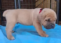 Burgundy collar male , a male Cane Corso for sale in Dallas, TX – 4 of 10
