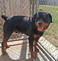 German Rottweiler Male#1, a male Rottweiler for sale in Dallas, TX – 3 of 5