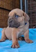 Blue Collar Male 💙 , a male Cane Corso for sale in Dallas, TX – 1 of 10