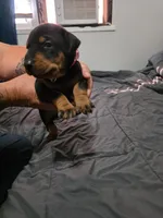 Black and Tan Male Euro Male #2, a male Doberman Pinscher for sale in Dallas, TX – 5 of 8