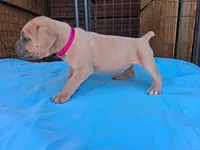 Pink collar female 💗 , a female Cane Corso for sale in Dallas, TX – 6 of 10