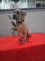 Black collar male Cane Corso , a male Cane Corso for sale in Dallas, TX – 6 of 10