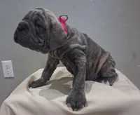 Blue Brindle female 💙 , a female Cane Corso for sale in Dallas, TX – 6 of 7