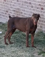 Red Female #2, a female Doberman Pinscher for sale in Dallas, TX – 5 of 9