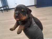 Female German Rottweiler #2, a female Rottweiler for sale in Dallas, TX – 4 of 6