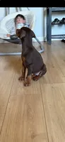 Female Red  European Doberman pup, a female Doberman Pinscher for sale in Dallas, TX – 5 of 9