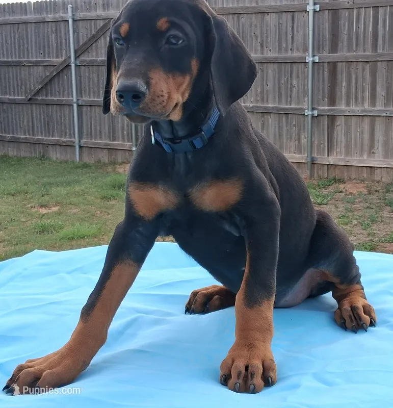 Blue Collar Female  – Doberman Pinscher puppy for sale in Dallas, TX