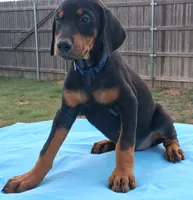 Blue Collar Female , a female Doberman Pinscher for sale in Dallas, TX – 1 of 10