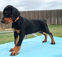 Orange Collar Female , a female Doberman Pinscher for sale in Dallas, TX – 2 of 9