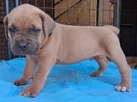 Black collar male Cane Corso , a male Cane Corso for sale in Dallas, TX – 7 of 10
