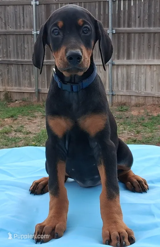 Blue Collar  European Female  – Doberman Pinscher puppy for sale in Dallas, TX