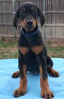 Blue Collar Female , a female Doberman Pinscher for sale in Dallas, TX – 2 of 10