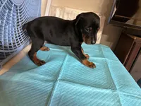 Black and Tan Male Euro, a male Doberman Pinscher for sale in Dallas, TX – 3 of 10