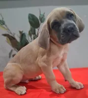 Blue Collar Male 💙 , a male Cane Corso for sale in Dallas, TX – 6 of 10
