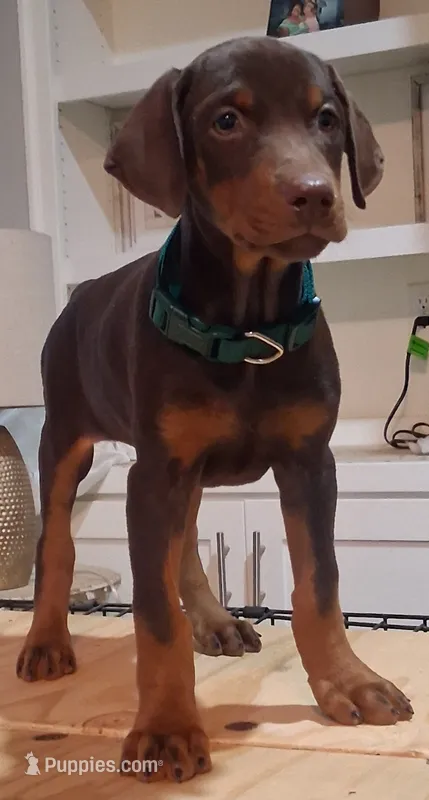 Female Red  European Doberman pup – Doberman Pinscher puppy for sale in Dallas, TX