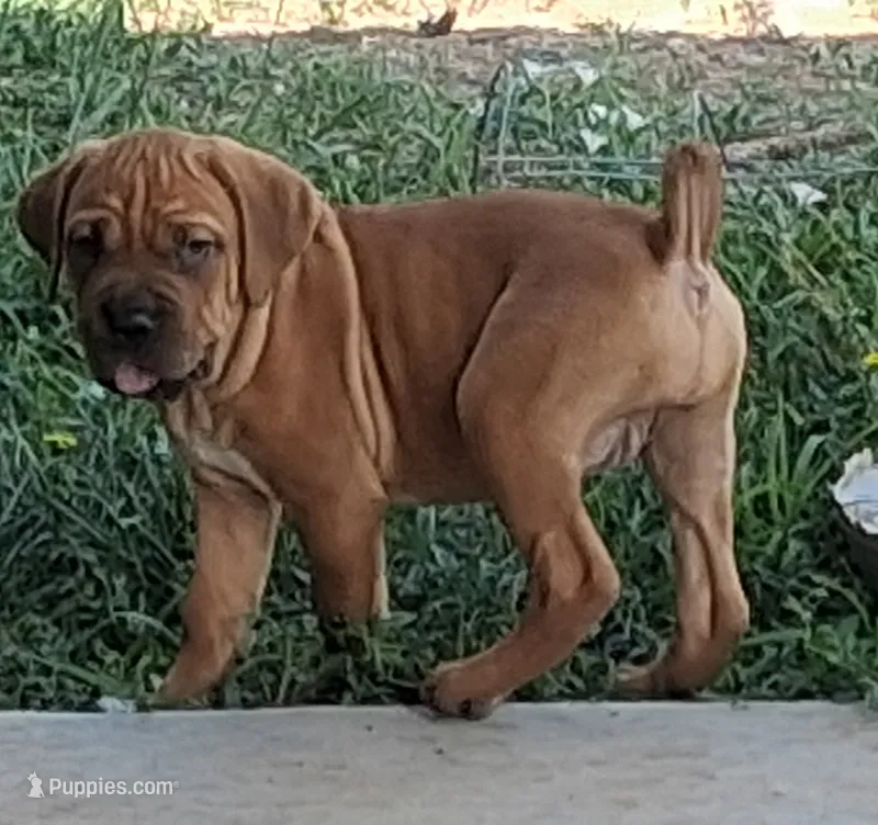 Pink Collar Female Cane Corso  – Cane Corso puppy for sale in Dallas, TX